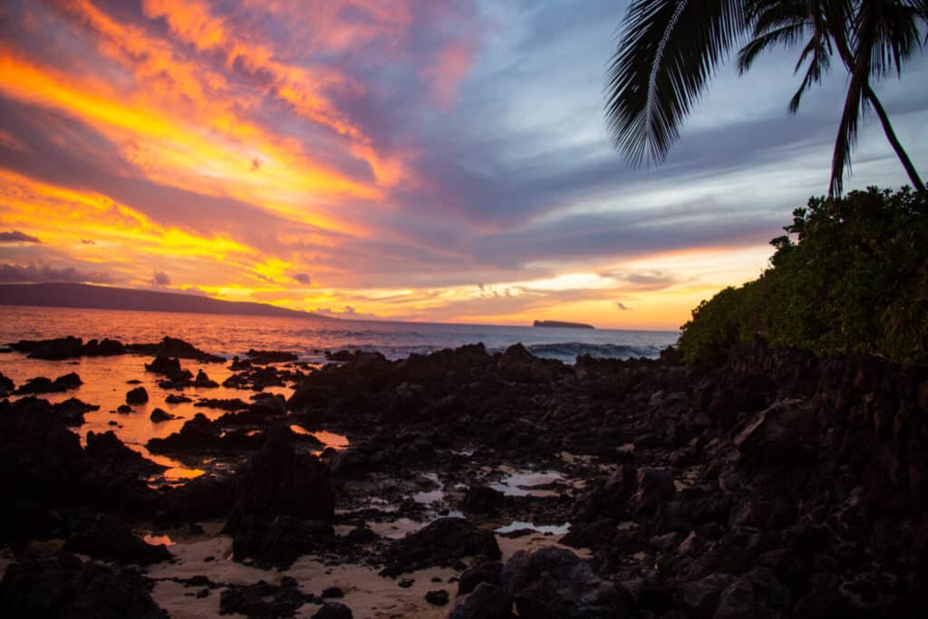 Beautiful sunset next to a palm tree on a beach in Maui