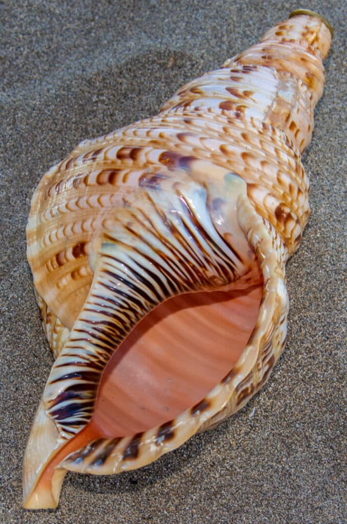 Close-up of a brown and beige seashell on sand.