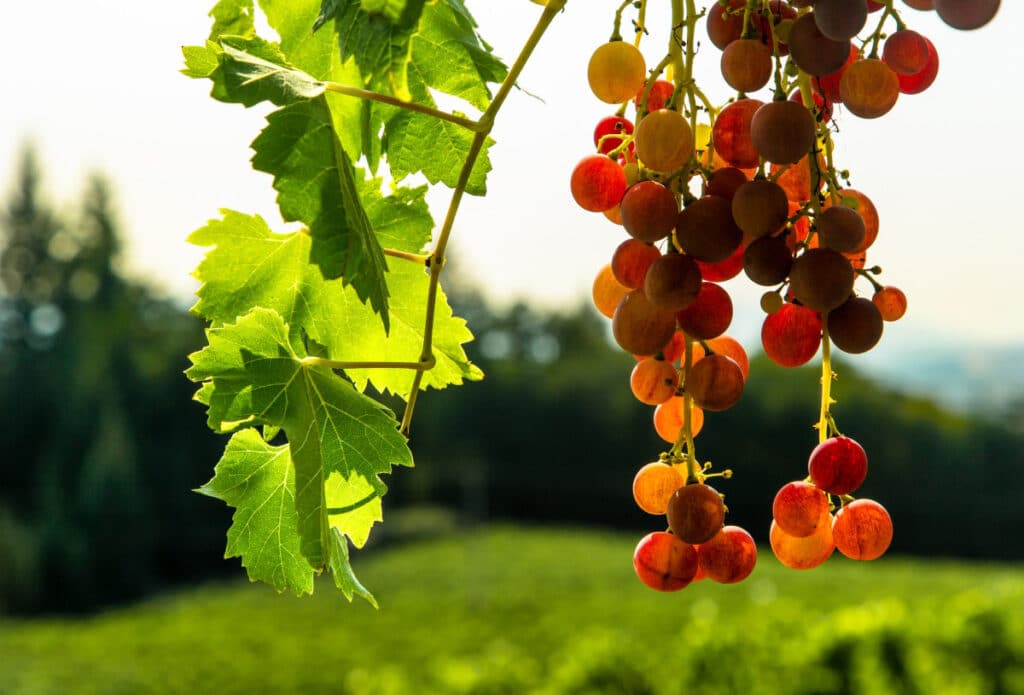 Close up shot of a grape hanging from trees