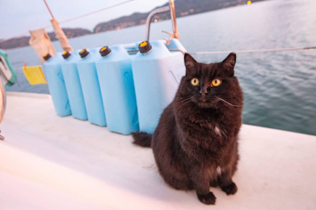 Cat on a sailboat