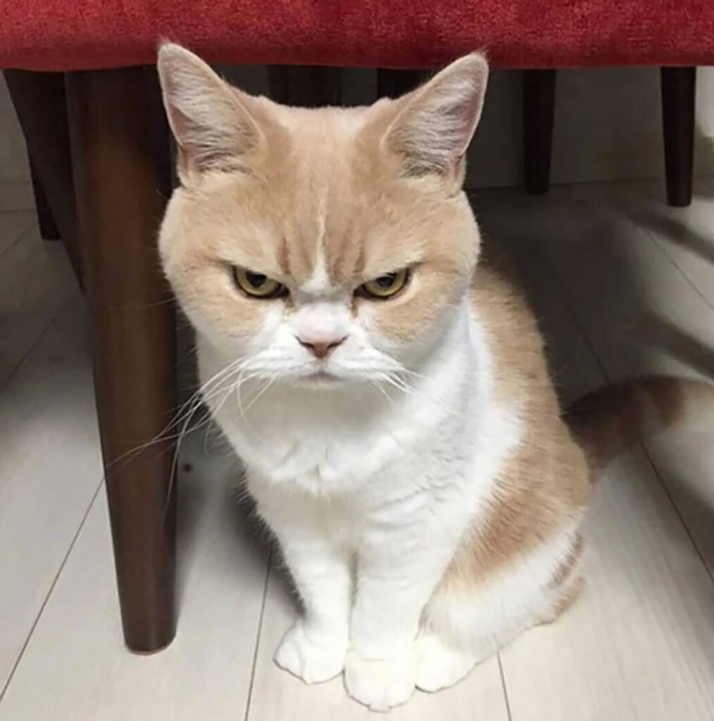 A grumpy-looking beige and white cat sitting on the floor.