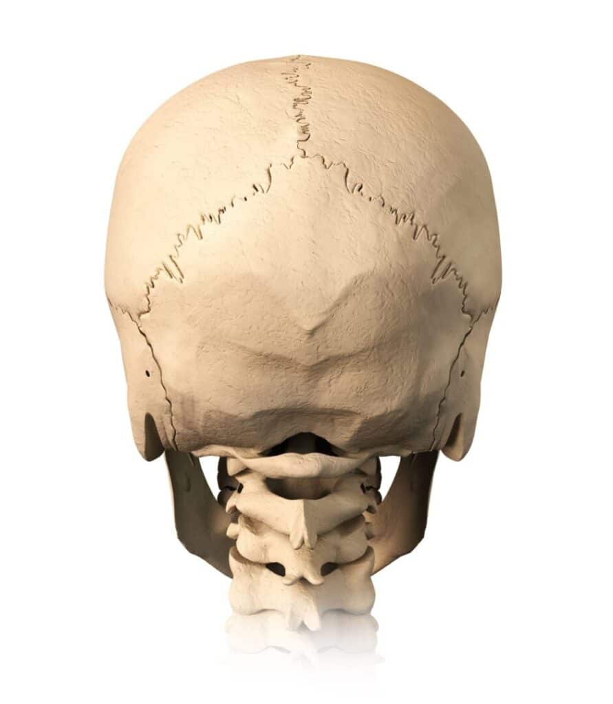 Rear view of a human skull showing cranial sutures.