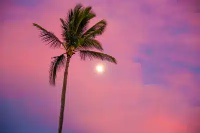 sunset photo of a palm tree and the moon on a beach in maui