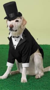 A dog dressed in a tuxedo sitting on grass.
