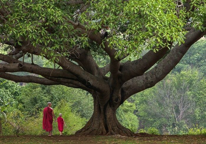 oak-tree-and-monks